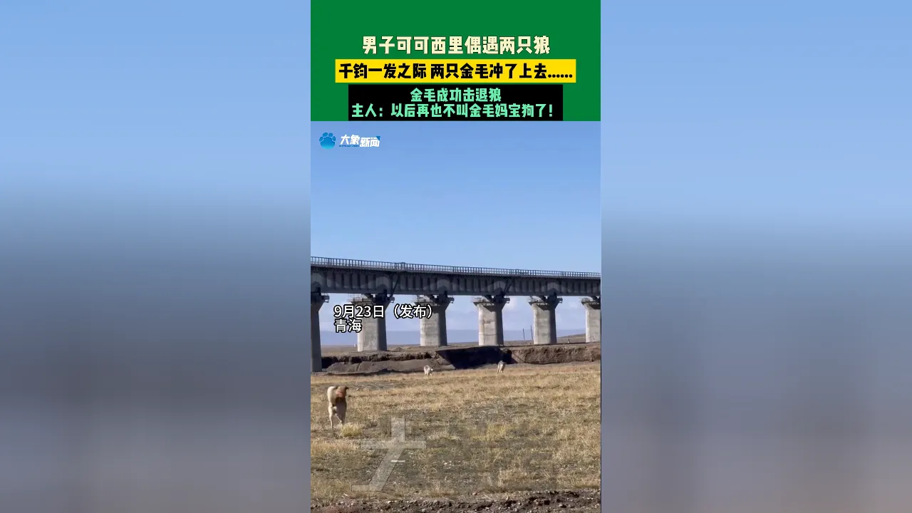 使命召唤卡盟-被喂到挑食！可可西里讨食狼